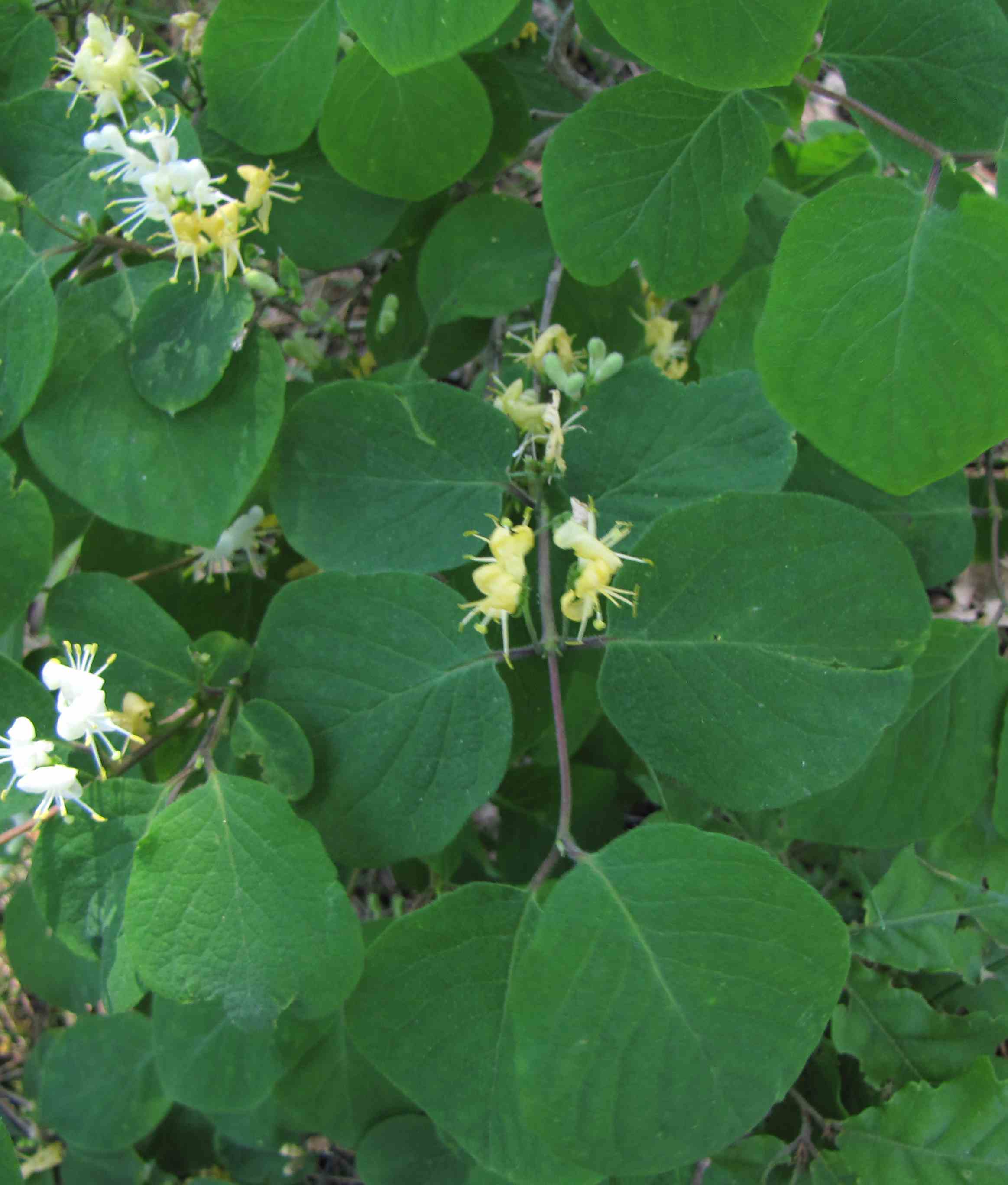 pianta a norcia - Lonicera cfr. xylosteum